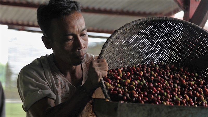 Farmer roasting the coffee beans